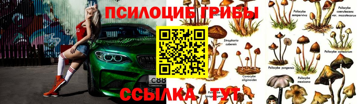 Псилоцибиновые грибы прущие грибы  Псилоцибиновые грибы Psilocybe  Вход с VPN  Кисловодск 